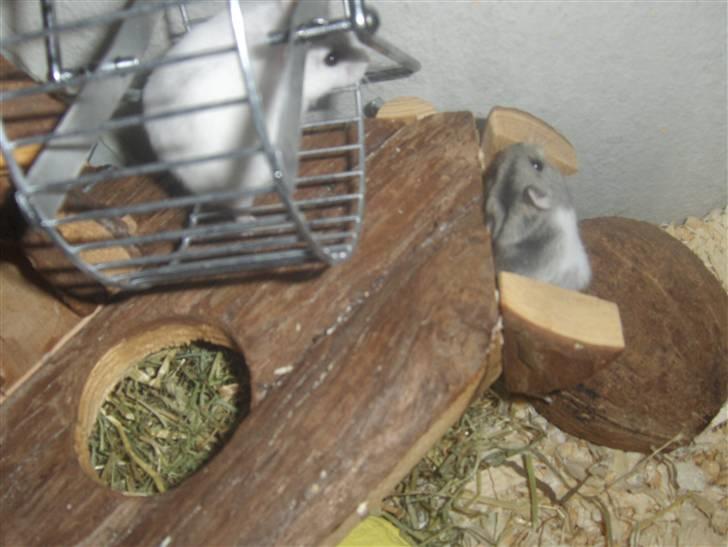 Dværghamster Anders billede 10