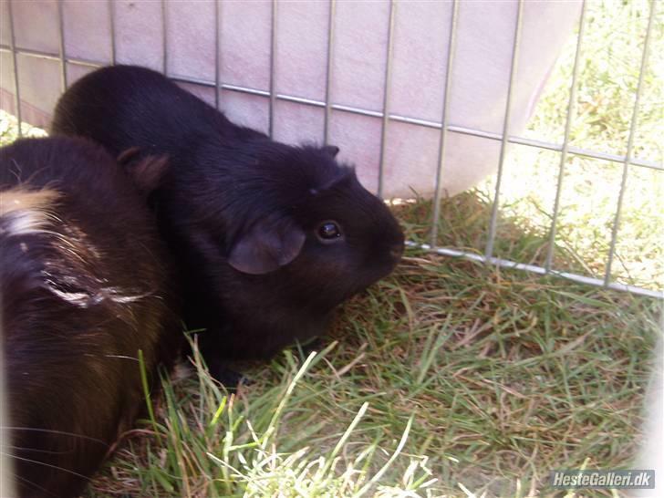 Marsvin Liljes Finlandia (Astrid) billede 2