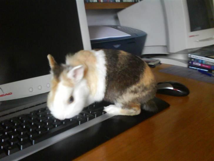 Kanin Ninka - Han elskede at være på tastaturet :-D<3 billede 3