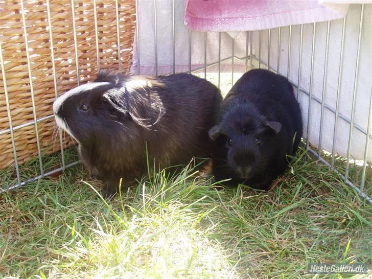 Marsvin Liljes Finlandia (Astrid) - Astrid og Holger. billede 7