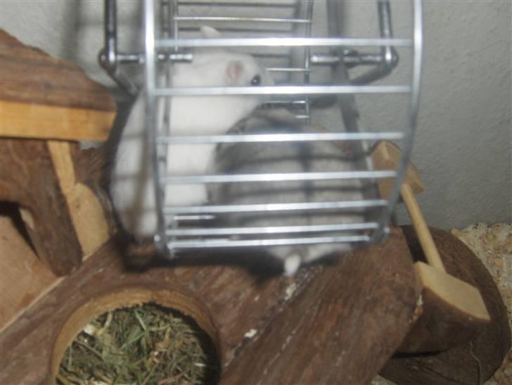 Dværghamster Anders billede 13