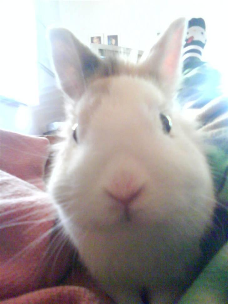 Kanin Ninka - Søde basse :-) billede 4