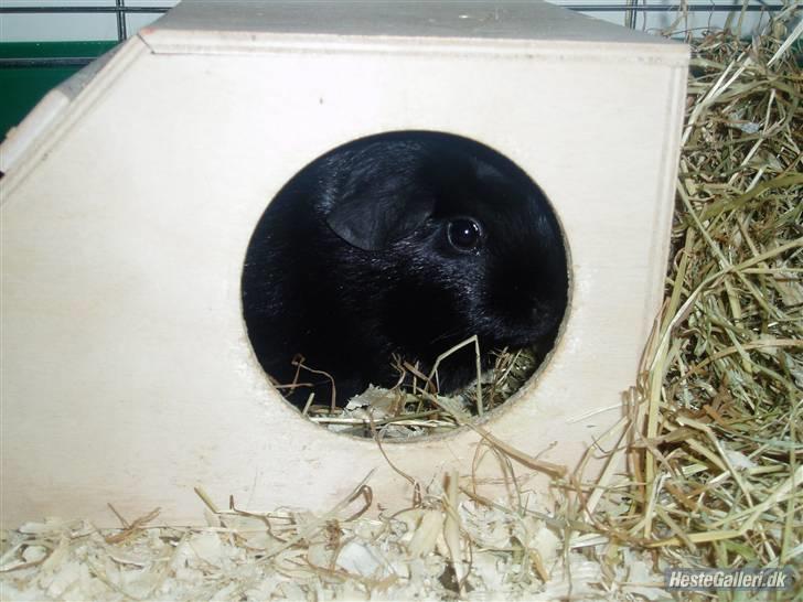 Marsvin Liljes Finlandia (Astrid) billede 9