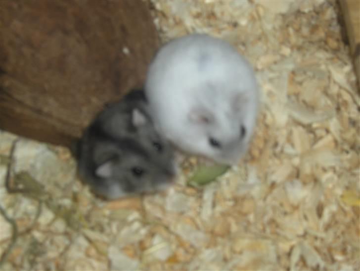 Dværghamster Anders billede 14