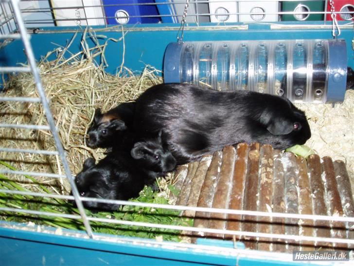 Marsvin Liljes Finlandia (Astrid) - På arbejde med 4 småer :) billede 10