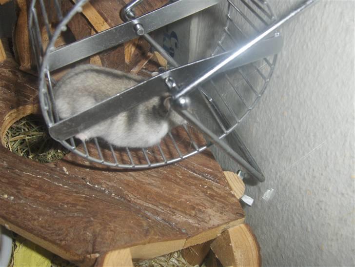 Dværghamster Anders billede 15