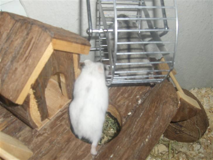 Dværghamster Anders billede 16