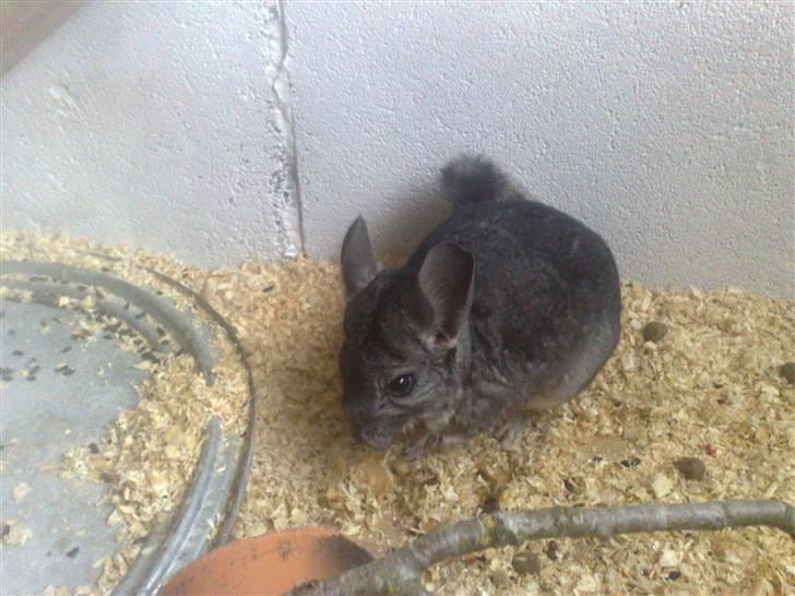 Chinchilla Lilo billede 2