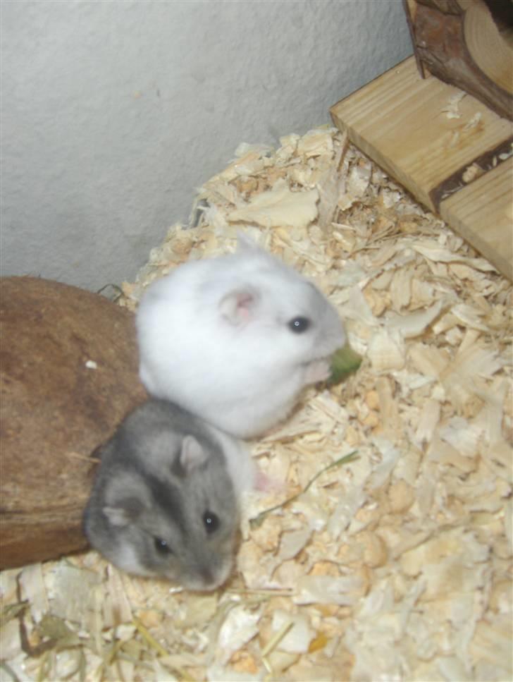 Dværghamster Anders billede 17