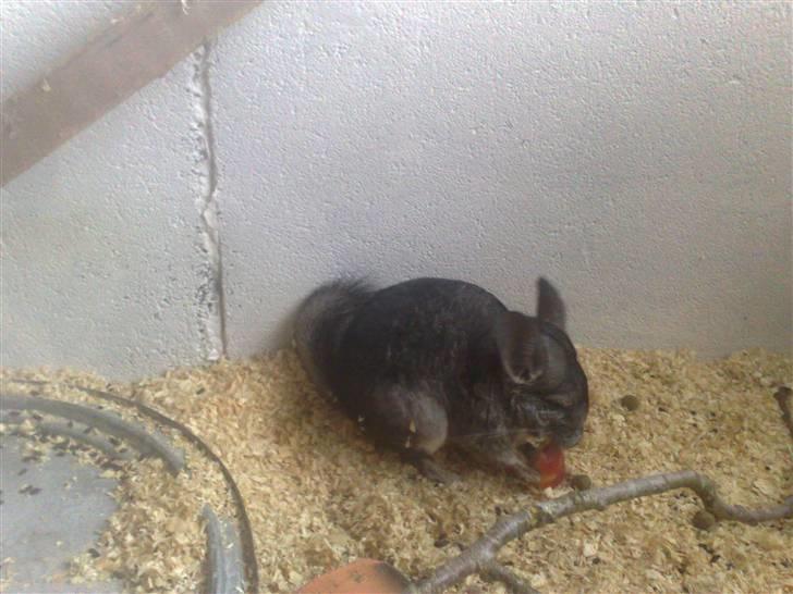 Chinchilla Lilo billede 3