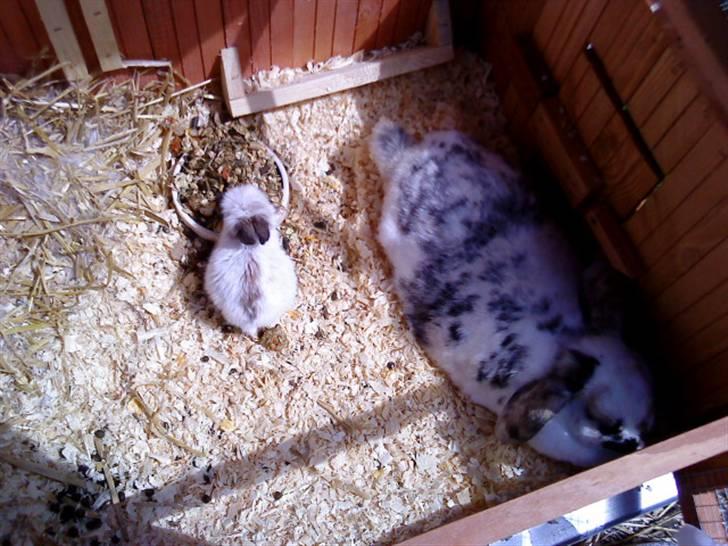 Kanin Vimse - <3 billede 6