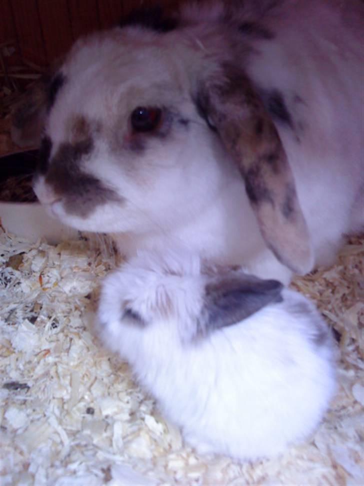 Kanin Vimse - Smukke Vimse, og lille Baby <3 billede 7