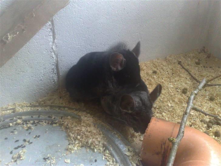 Chinchilla Lilo billede 5