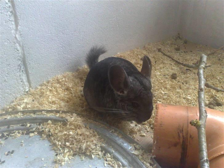 Chinchilla Lilo billede 6