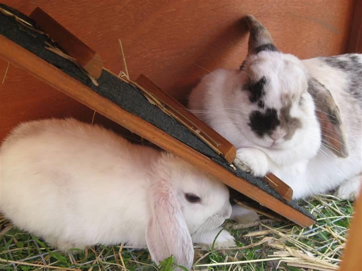 Kanin Vimse - Vimse bruger trappen som ligge stol! xD <3 og Snowy bruger den som skygge! :i billede 10