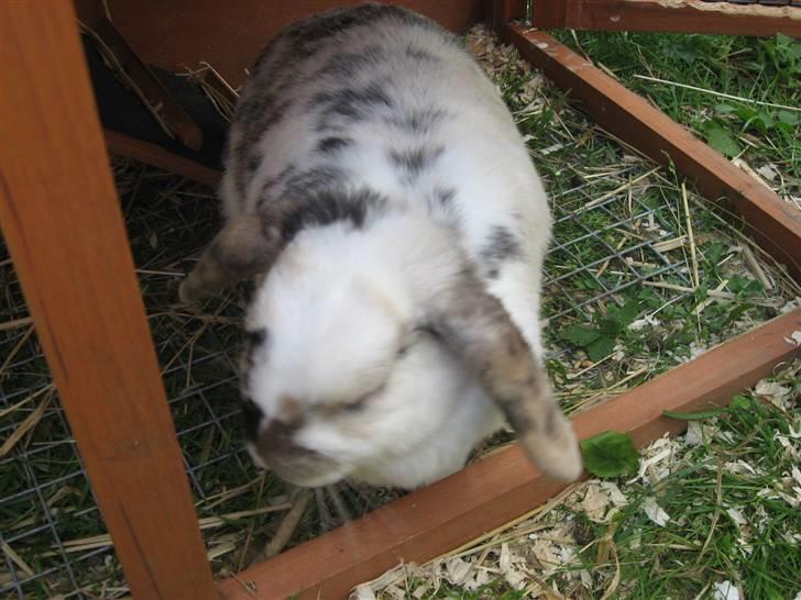 Kanin Vimse - Vimse! <3 billede 12