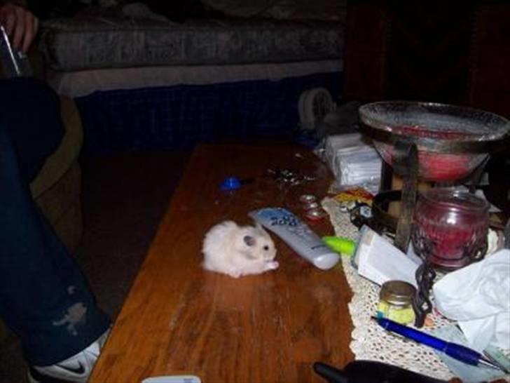 Hamster Teamspeed T7 LC DD billede 1