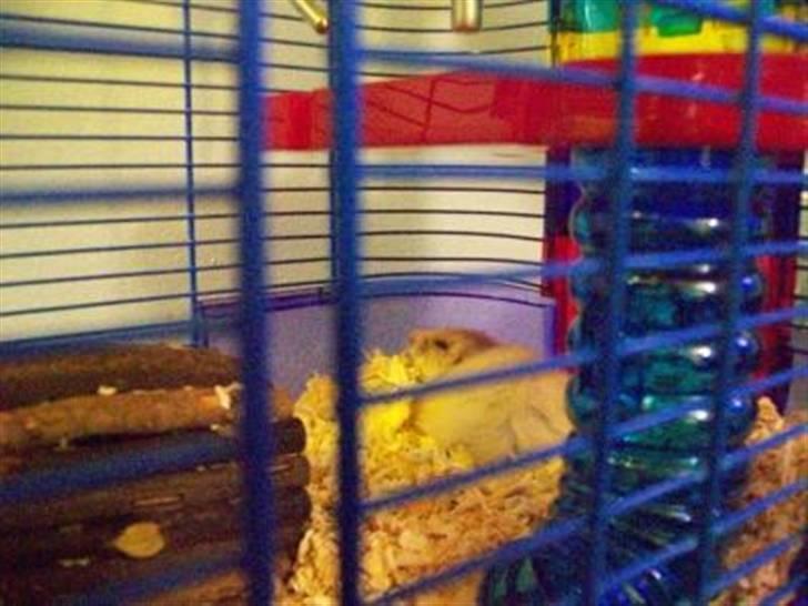 Hamster Teamspeed T7 LC DD billede 2