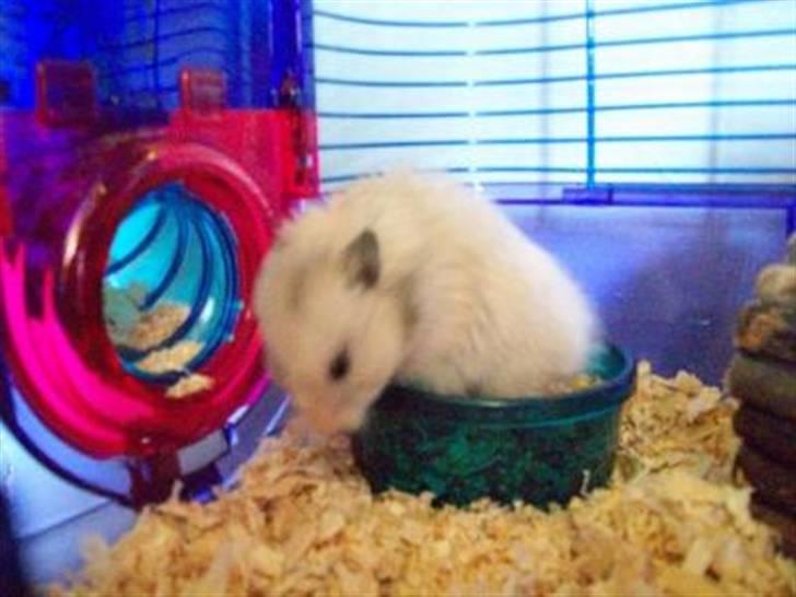 Hamster Teamspeed T7 LC DD billede 3