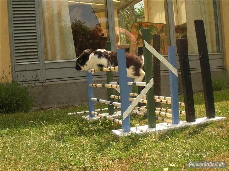 Kanin DV- Kashmir (STAMPE) - Velkommen til kash´s profil, kig jer omkring og læg gerne en kommentar <3  billede 1