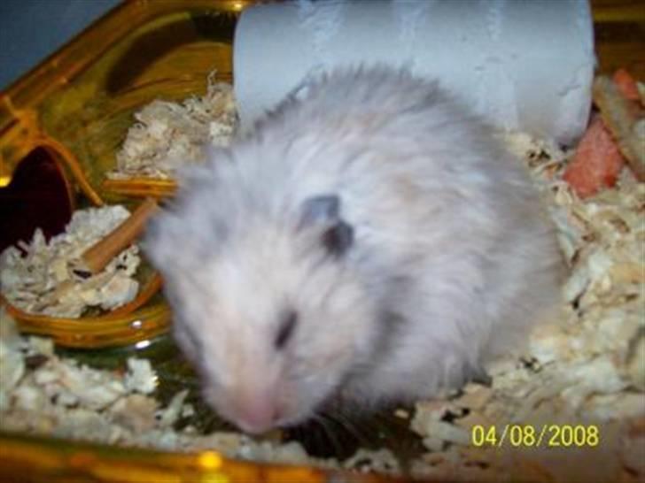 Hamster Teamspeed T7 LC DD billede 4