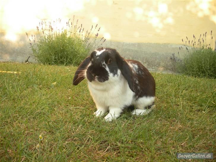 Kanin DV- Kashmir (STAMPE) - lidt fed er man vel altid <3 billede 2