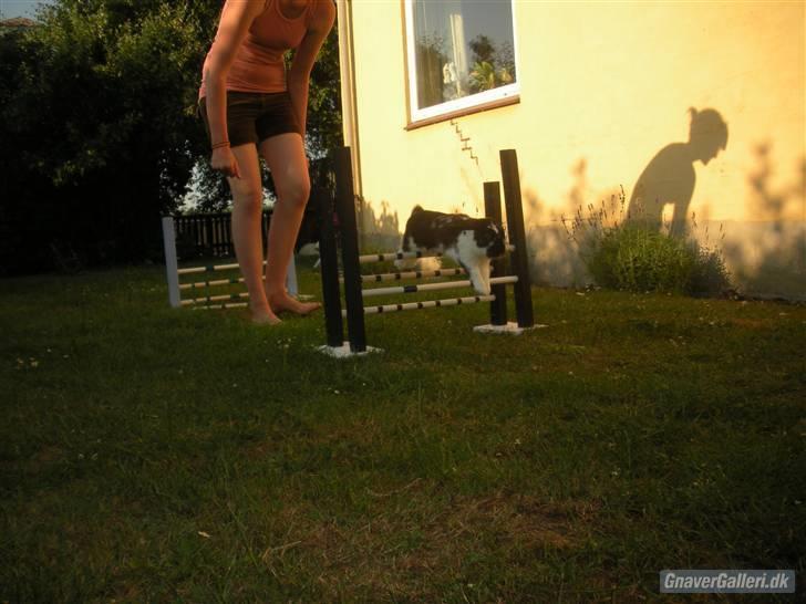 Kanin DV- Kashmir (STAMPE) - <3<3 billede 3