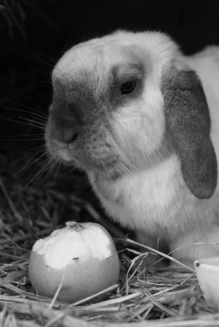 Kanin | Sofus R.I.P. - Hej! Det er så mig, der er Sofus, velkommen til min profil :) billede 1