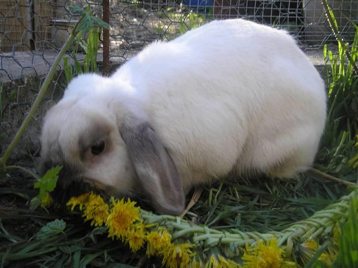 Kanin | Sofus R.I.P. - MMmmhh, namme namme! billede 2