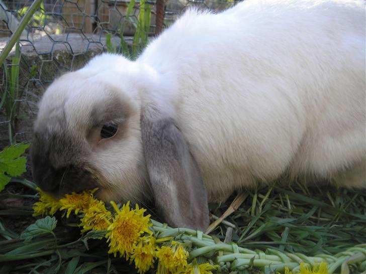 Kanin | Sofus R.I.P. billede 3