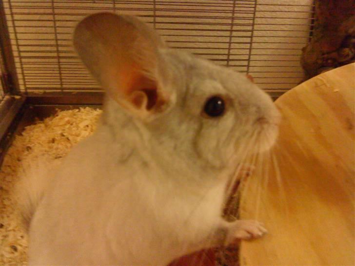 Chinchilla Chico billede 1