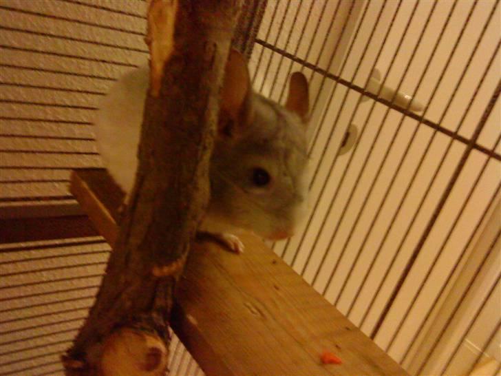 Chinchilla Chico billede 2