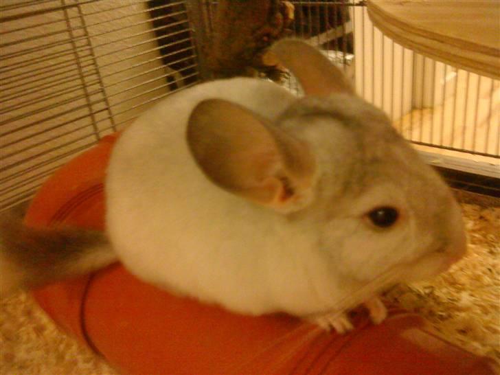 Chinchilla Chico billede 3
