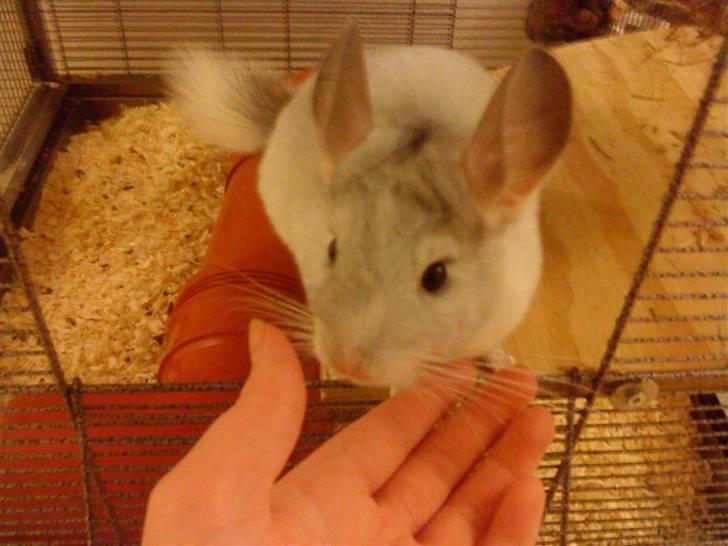 Chinchilla Chico billede 4