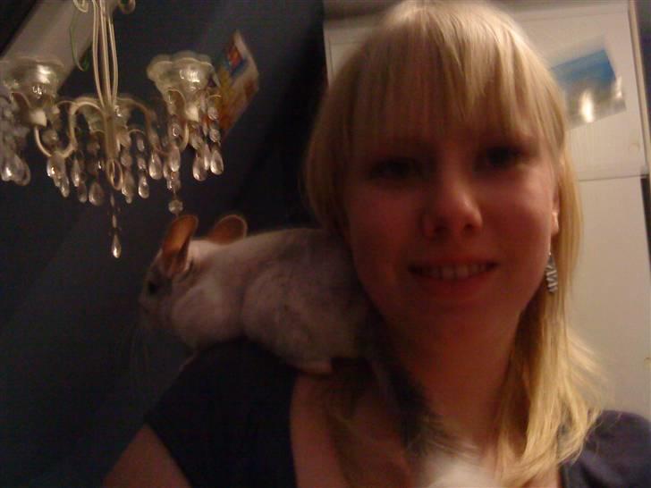 Chinchilla Chico billede 5