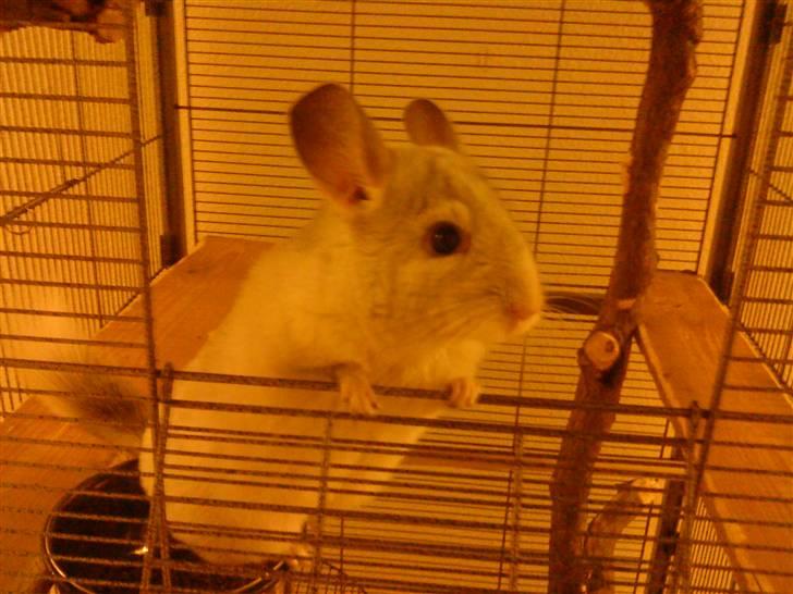 Chinchilla Chico billede 6