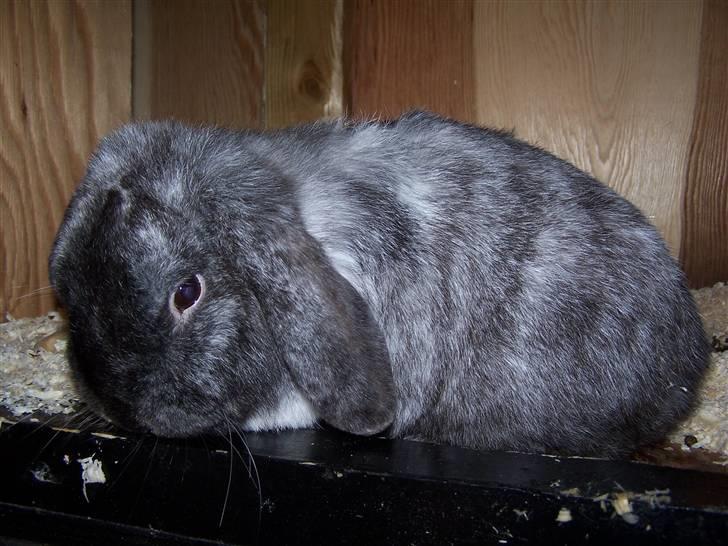 Kanin *Hr. Rosa* R.I.P billede 1