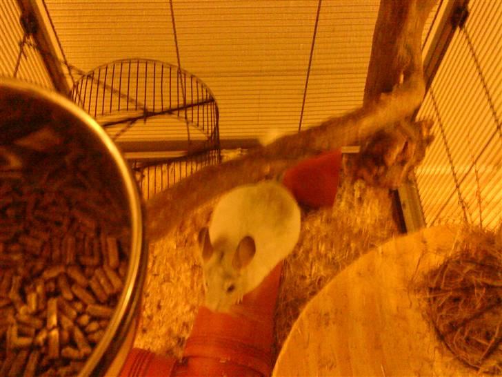 Chinchilla Chico billede 7