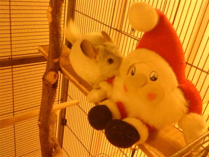 Chinchilla Chico billede 8