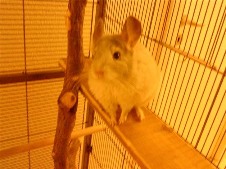 Chinchilla Chico billede 9