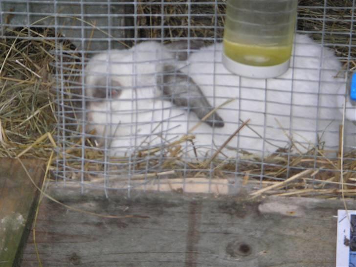 Kanin | Sofus R.I.P. - ZZzzzZZzz... billede 4