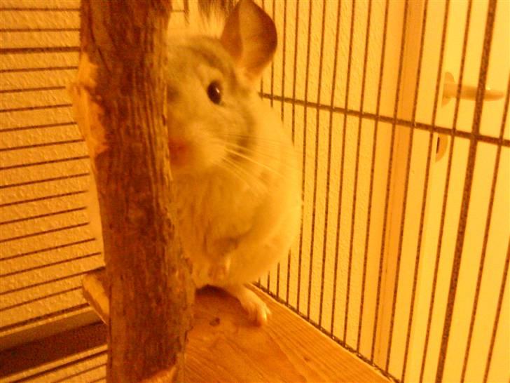 Chinchilla Chico billede 10