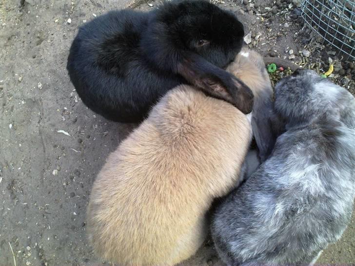 Kanin *Hr. Rosa* R.I.P - Lilly, Zeus og Hr. Rosa billede 2