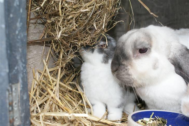 Kanin | Sofus R.I.P. - Sofus og et af børnebørnene ;) billede 5