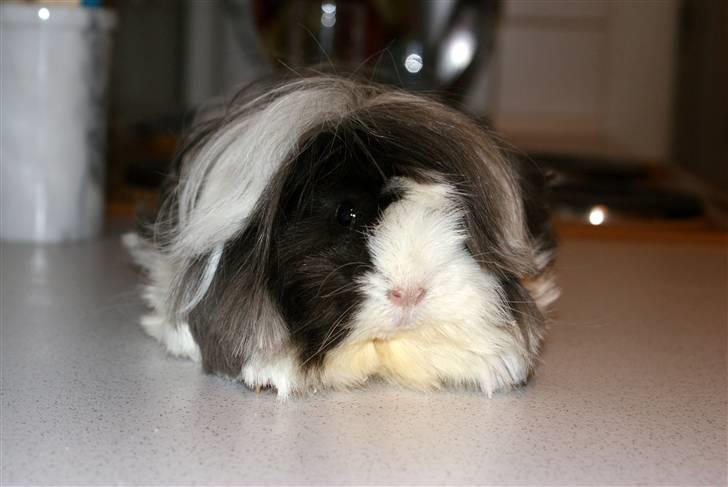 Marsvin Aviaja billede 1