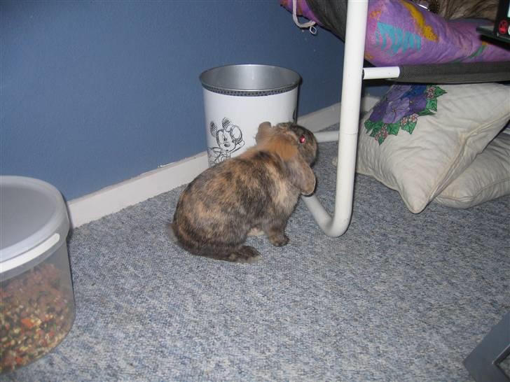 Kanin Kejser R.I.P. billede 1