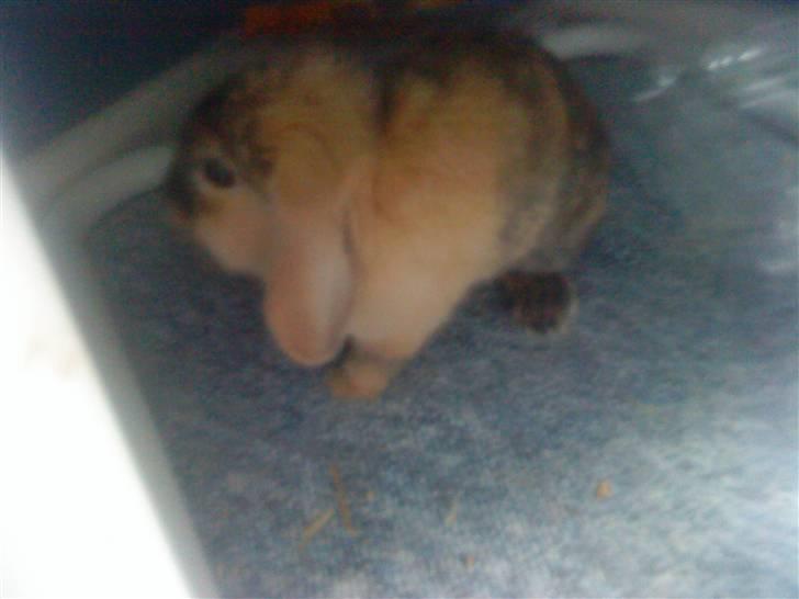 Kanin Kejser R.I.P. billede 2