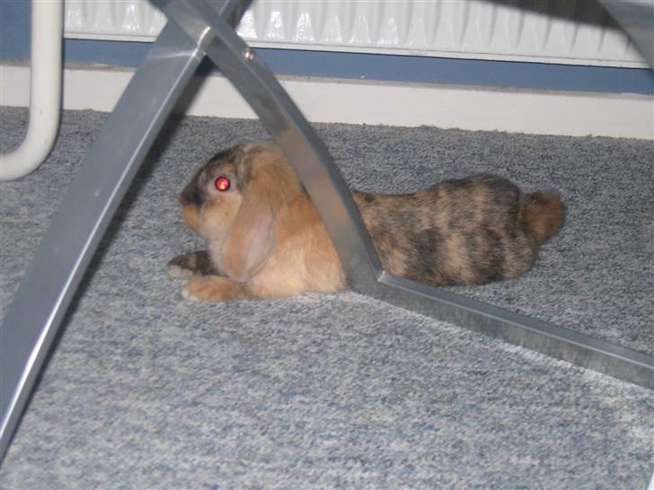 Kanin Kejser R.I.P. billede 3