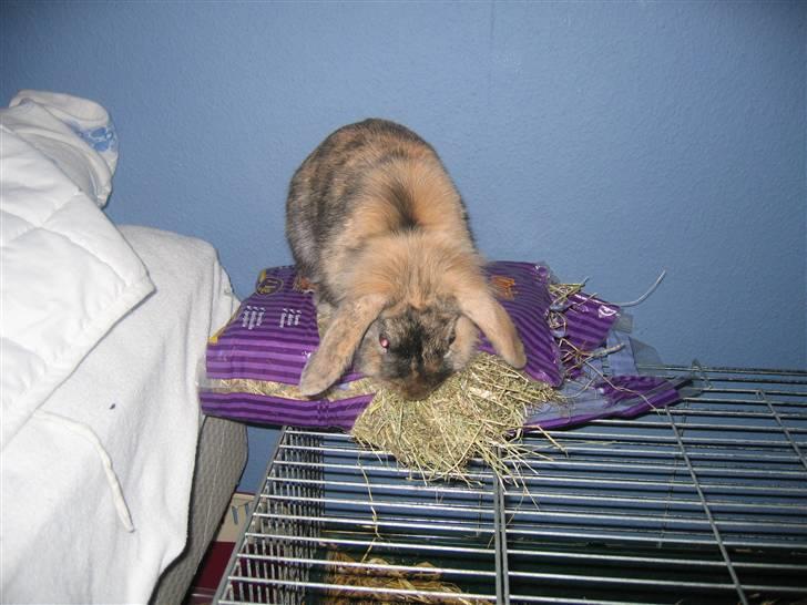 Kanin Kejser R.I.P. billede 4