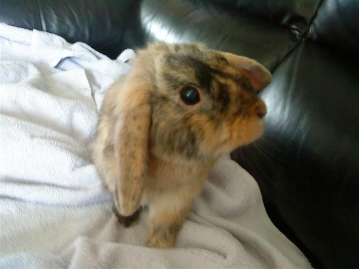 Kanin Kejser R.I.P. billede 5